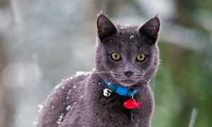 Что делать, если кошка отморозила уши